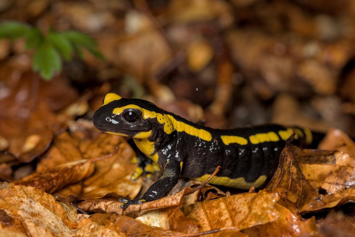 Ein Legendenumwobenes Tier: der Feuersalamander.